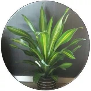 全部金木水火土五行五系植物介绍,五种植物代表五行