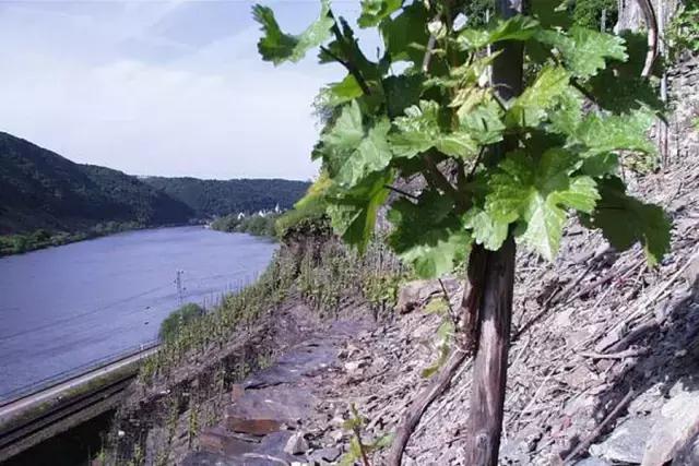 德国葡萄酒顶级,喝德国的红酒