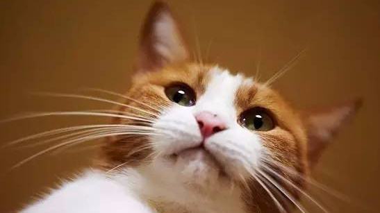 猫咪脸上白色的胡须可以剃吗？农村人说剃掉了，猫咪会死是真是假