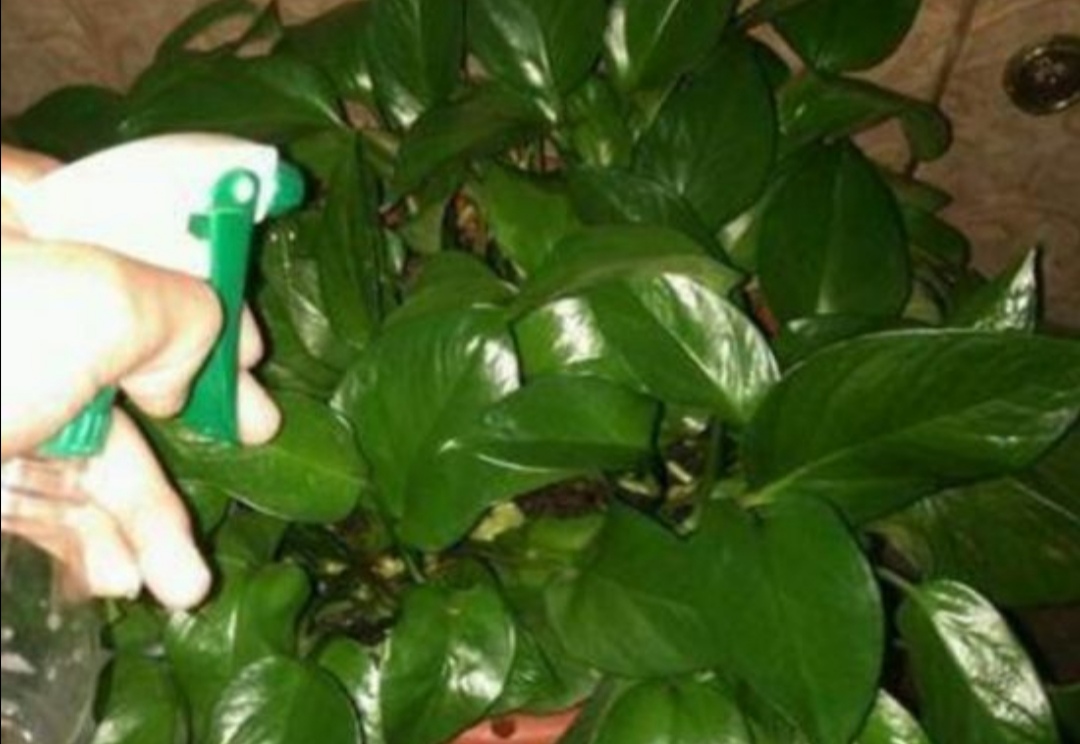 家里养花叶面喷什么水,花叶发黄养花小妙招