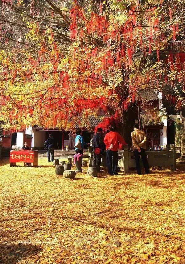 满地尽是黄金叶!来余杭及周边这几个地方,享受限定的初冬浪漫吧