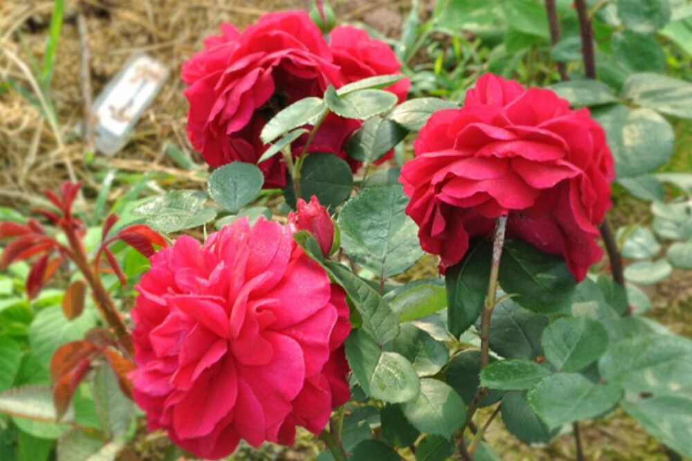 无刺四季开花藤本月季品种有哪些,耐热又耐寒的藤本月季有哪些品种