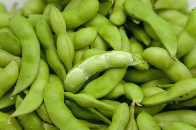 久别的庭院,古槐仍在原处,一树的阳光,正好