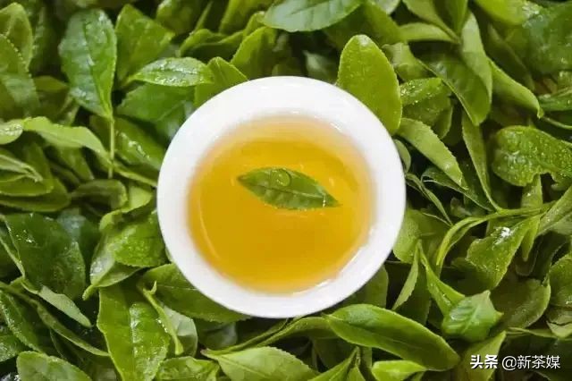 刀哥说茶叶视频大全,刀哥讲云南茶叶