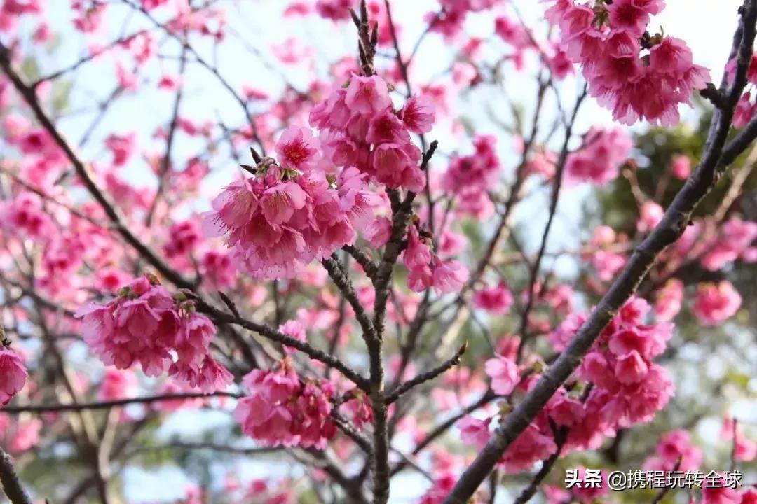 冲绳2月看樱花,冲绳哪里看樱花