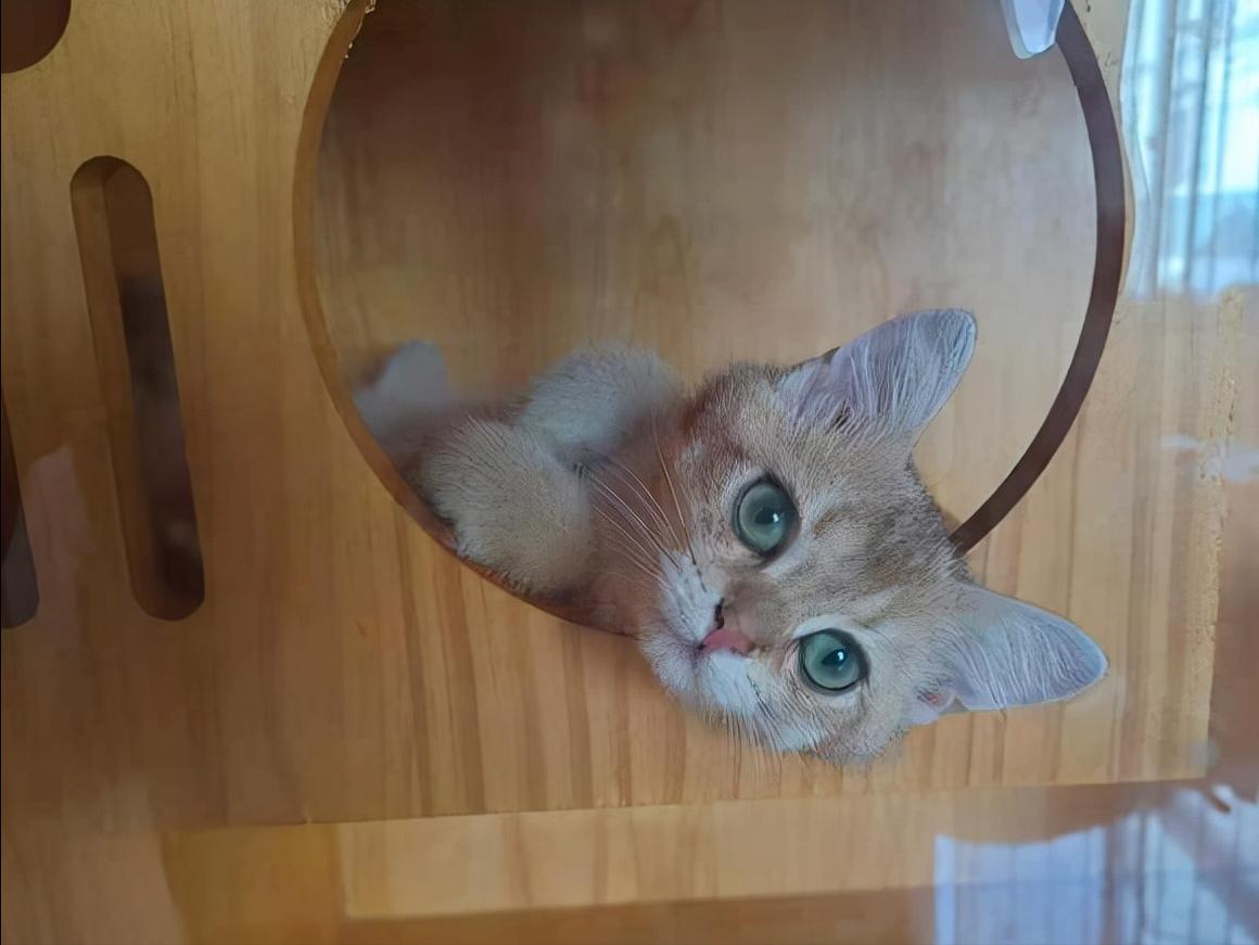 金渐层是颜色还是品种,金渐层重点色基因是什么