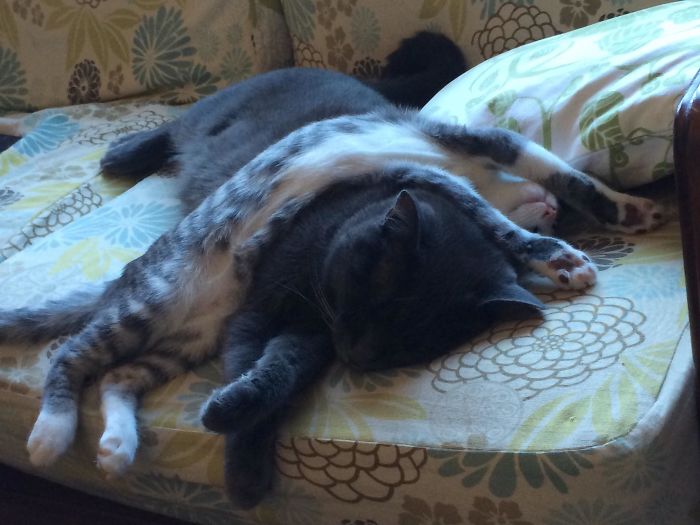 为了证明「猫咪是液体」猫奴们纷纷上传这些可爱认证照