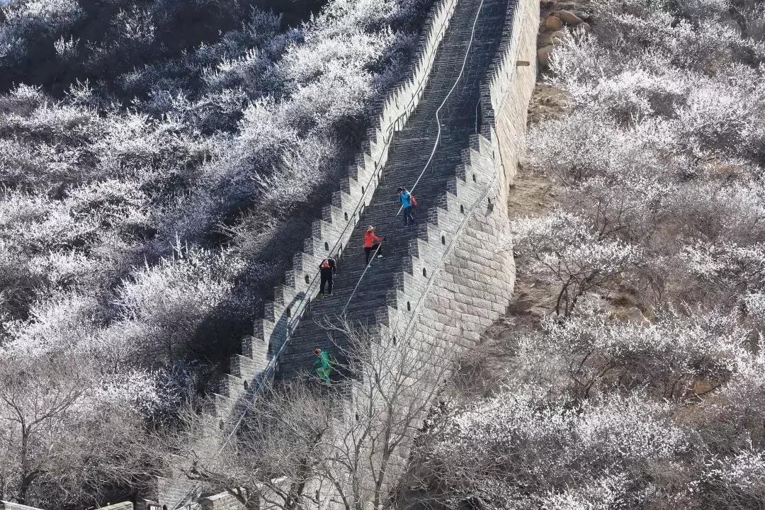 最美的花送给大家共赏,最美的花送给大家观赏