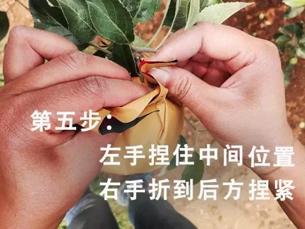 苹果套袋前打什么杀菌药好,苹果套袋的正确方法