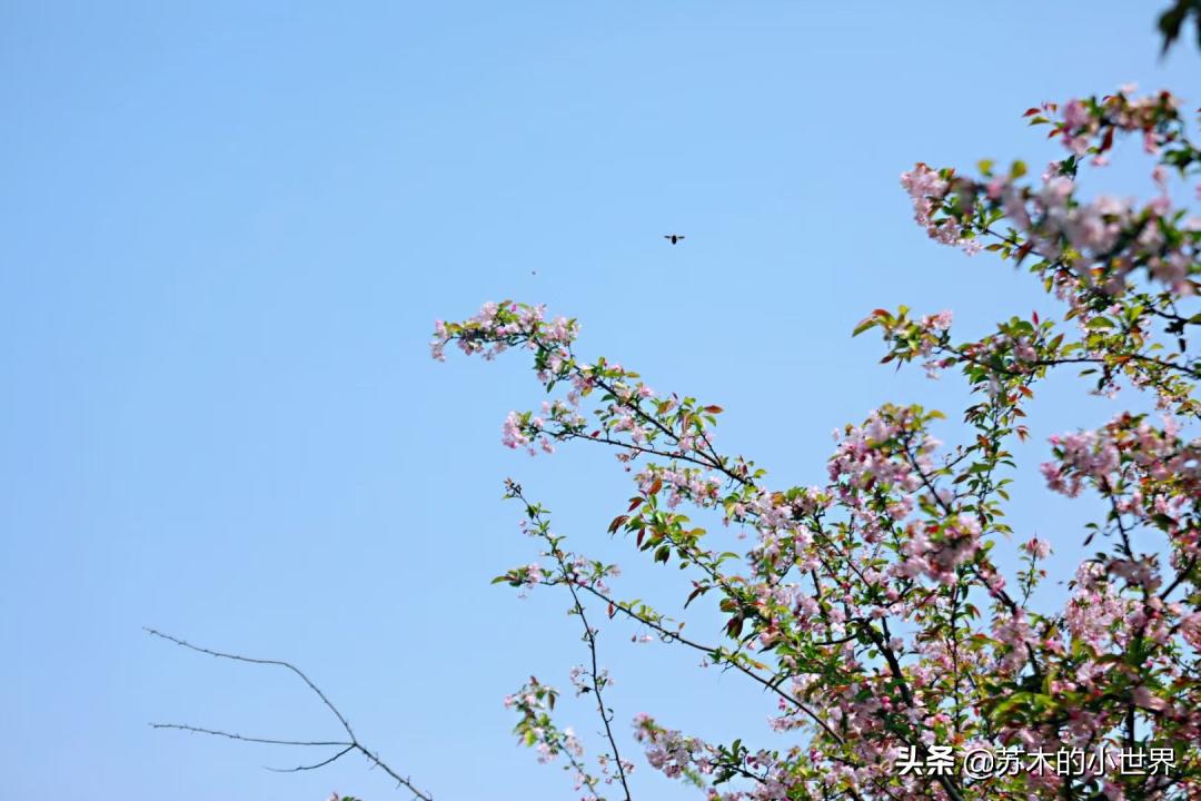 春日好物惊喜满满,春日好物推荐
