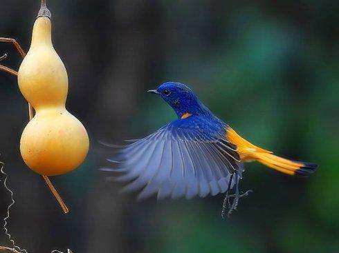 上帝和知更鸟,知更鸟为什么叫上帝之鸟