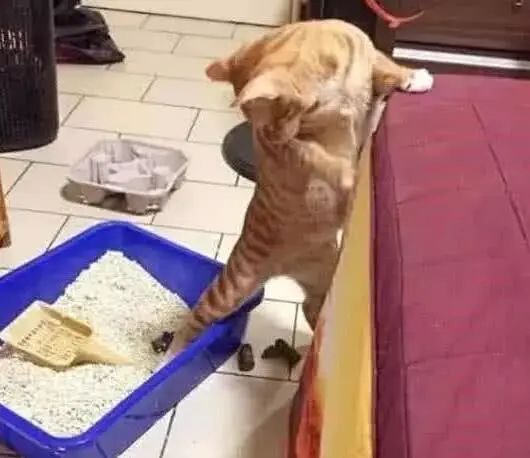 拉屎这么臭，姿势还这么骚，这些猫还真是猫界艾丽