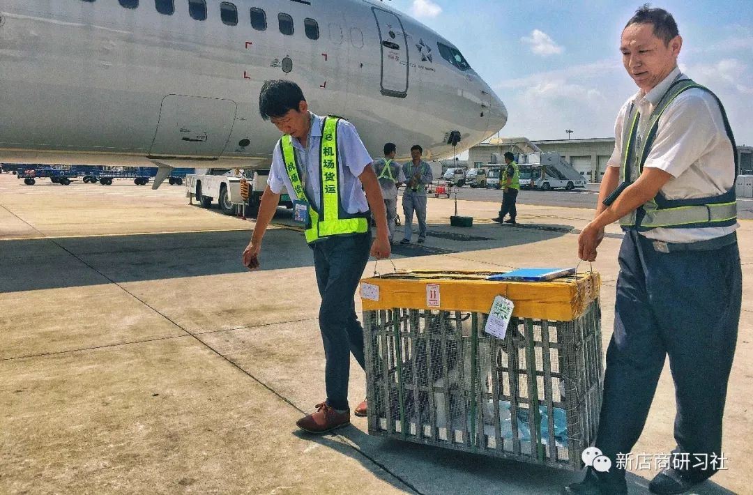 猫奴为什么越来越好,猫奴为什么越来越多