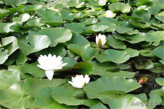 白睡莲怎么种植,养睡莲的方法和注意事项