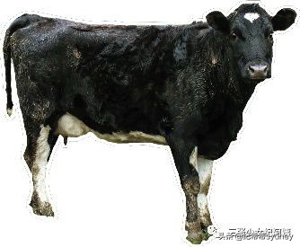 可瑞康奶粉澳洲价格,可瑞康代购奶粉澳洲