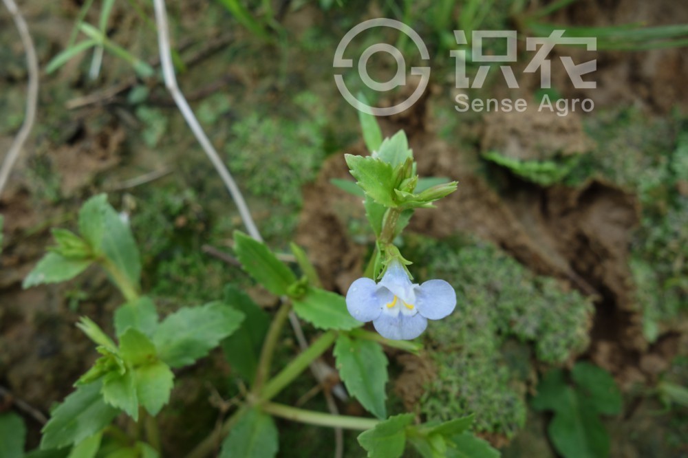 每日一草：泥花草