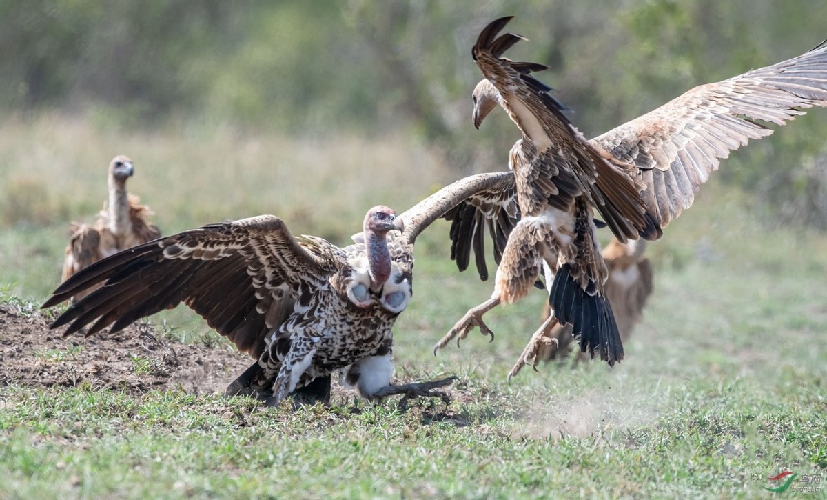 眼镜王蛇有多厉害?如果把它放到非洲会怎样,还能不能称霸一方?