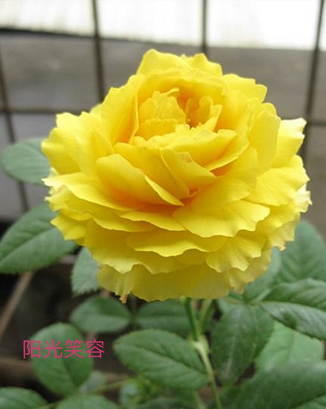 切花火焰月季的优缺点,常见切花月季一览