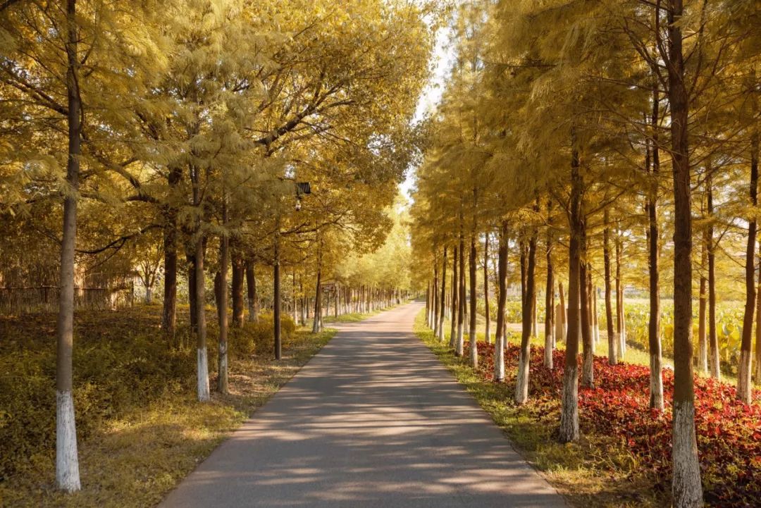 乌镇冬天好看吗,乌镇夏天怎么样