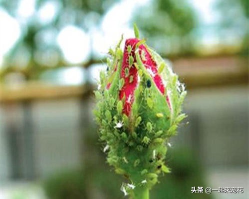 月季生蚜虫怎么治,月季长蚜虫怎么处理