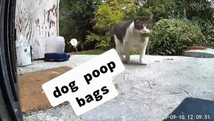 国外中国人遇到中华田园猫,中华田园猫在海外保护主人