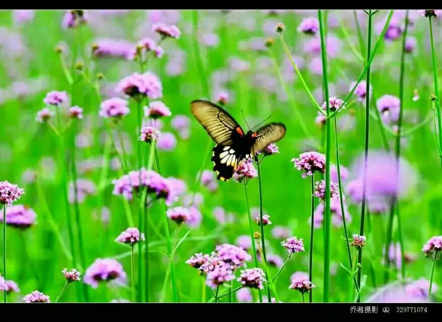 广东江门开平市旅游,江门开平十大旅游景点