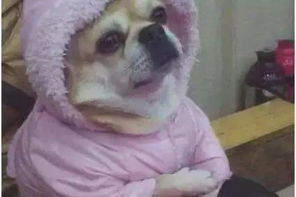 怎么给狗狗做保暖的窝,狗狗保暖衣服制作方法