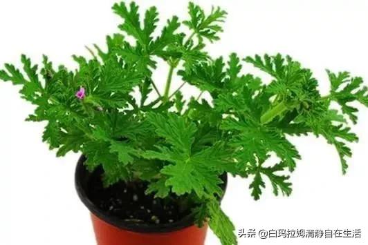 蚊子最讨厌4种花,家里养上一盆,蚊孑不敢进门,你家有吗