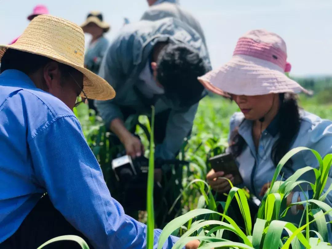 谷子病虫害防治技术宣传画册,谷子病虫害中午可打农药吗