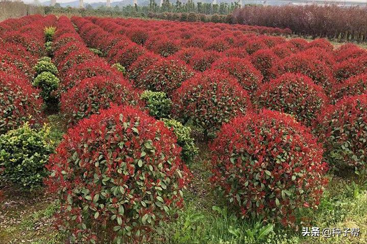 大的红叶石楠修剪成什么样子好看,红叶石楠修剪技巧初学