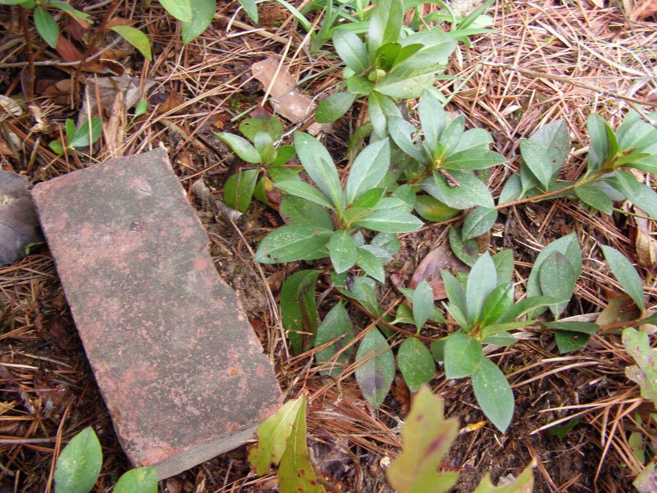 常见的花卉繁殖方法有哪些,繁殖花卉的方法解析