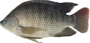 罗非鱼怎么钓,罗非鱼的害处