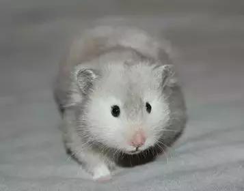 仓鼠的种类习性详细介绍,仓鼠有哪些亚种种类