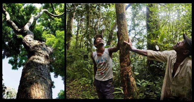 红木大百科-探寻神秘的非洲小叶紫檀（染料紫檀）