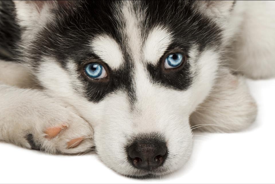 雪橇犬哈士奇西伯利亚,雪橇犬哈士奇为什么那么聪明