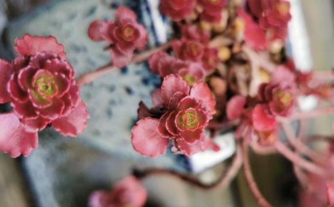 多肉缀化怎么才能养成扇形,小球玫瑰锦多肉如何养护