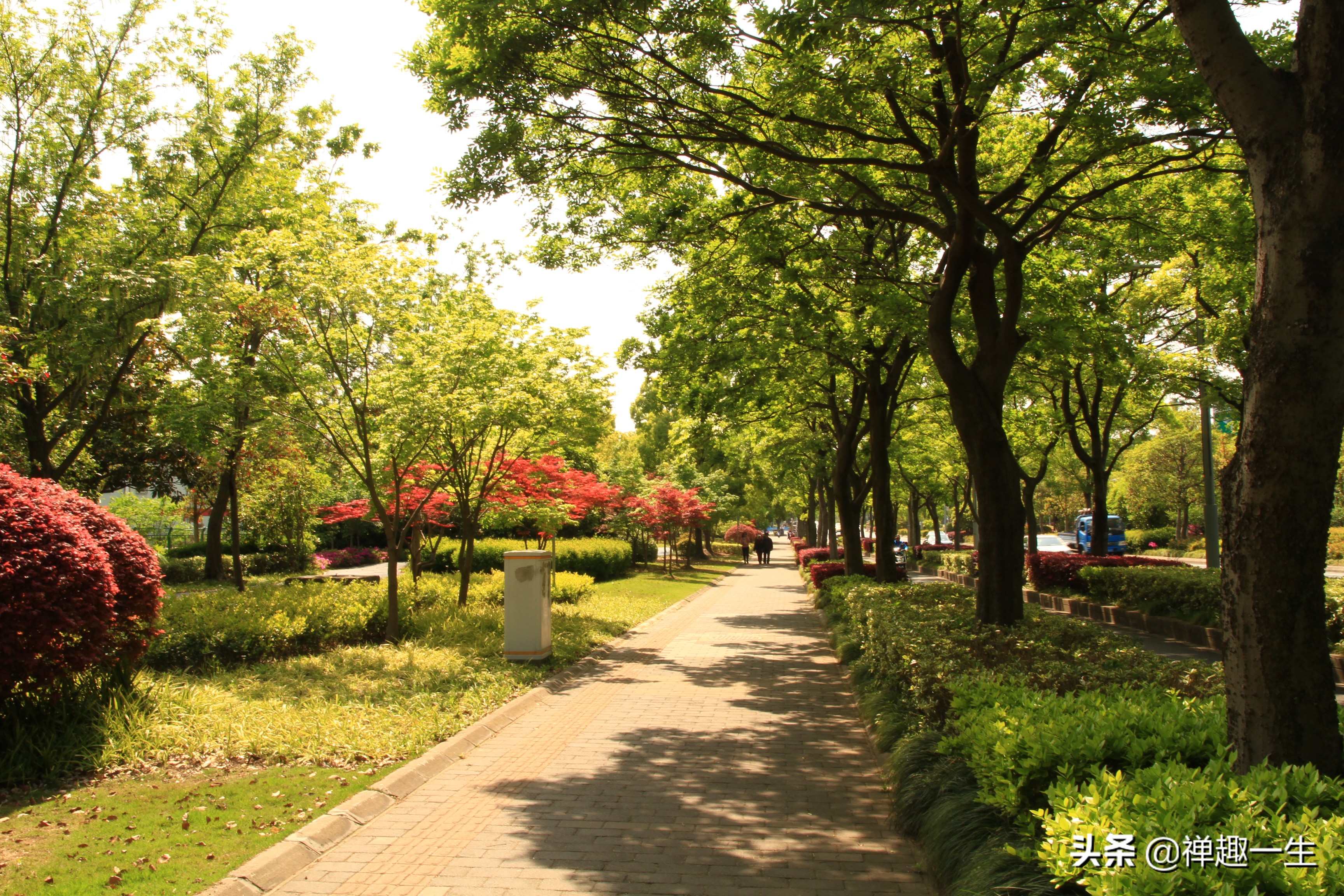 九曲江湾，十里湿地，鸟语花香，沪上最美中心城区，您去过吗？