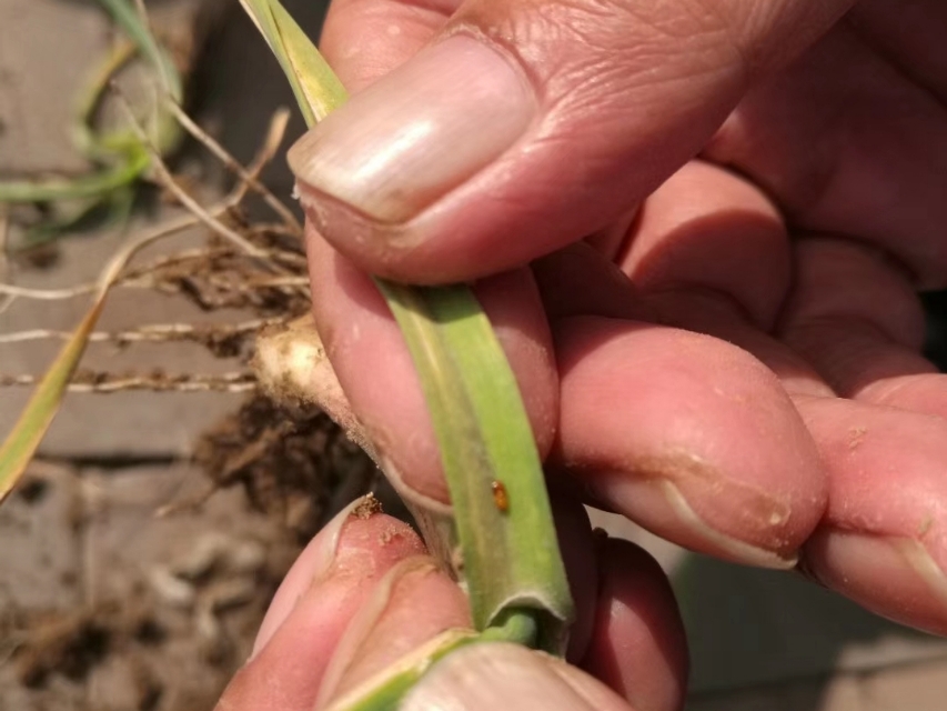 大蒜怎么防治地下害虫,为什么大蒜的虫害很少发生