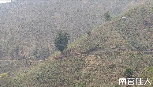 冰岛五寨糯五价格,冰岛五寨谁最有性价比