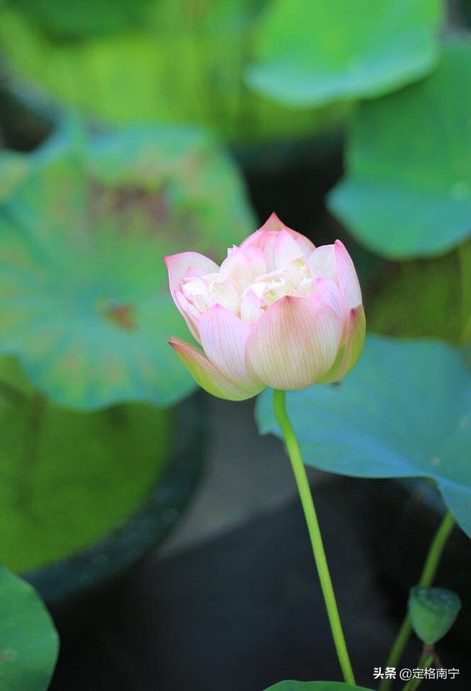 南宁狮山公园晚上开放时间,南宁狮山公园近期有什么玩