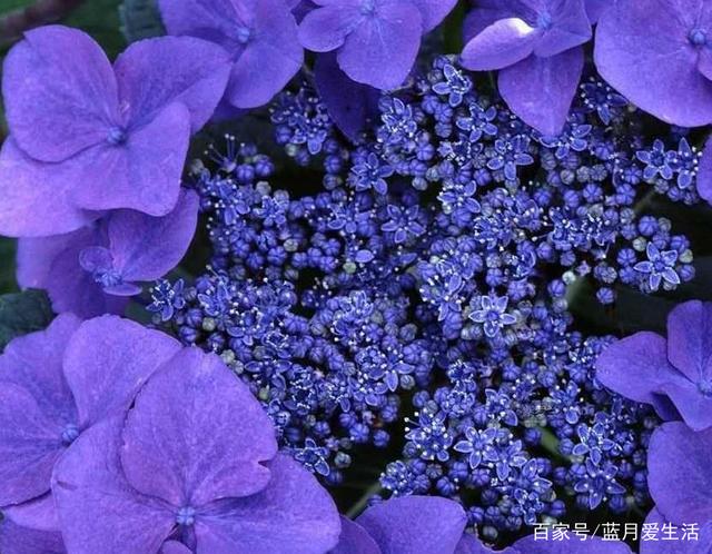 十二星座幸运花水瓶座,十二星座幸运花幸运宝石