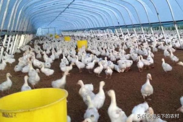 如今养鹅还有市场吗,养鹅形势