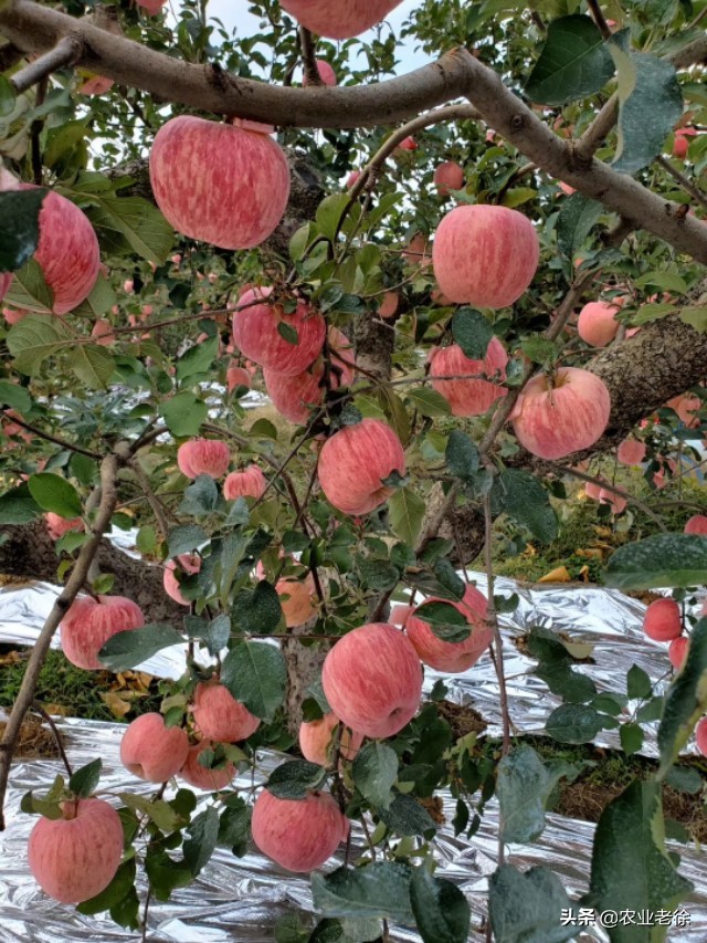 苹果苦痘病防治及施肥方法,有苦痘病苹果还能吃吗