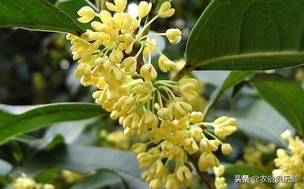 房前不种桑树房后不种柳树,前不种桑后不栽柳意味什么