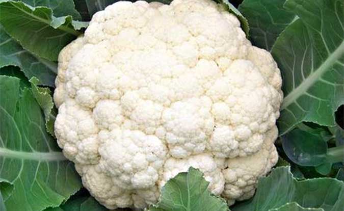 花椰菜常见病害图解,花椰菜病虫害防治图谱