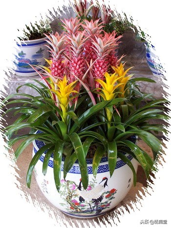 丛林式盆景欣赏,盆景欣赏及制作