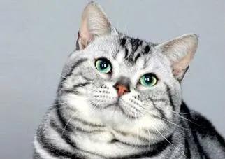 猫咪拉屎带的血该吃什么药,猫咪拉屎屁股上有血