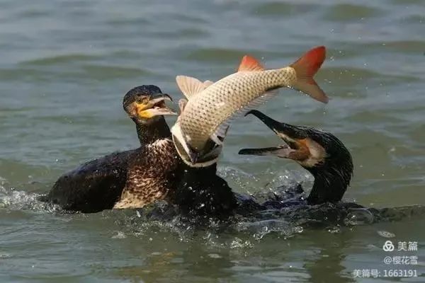 李福信《梅溪》心香文艺