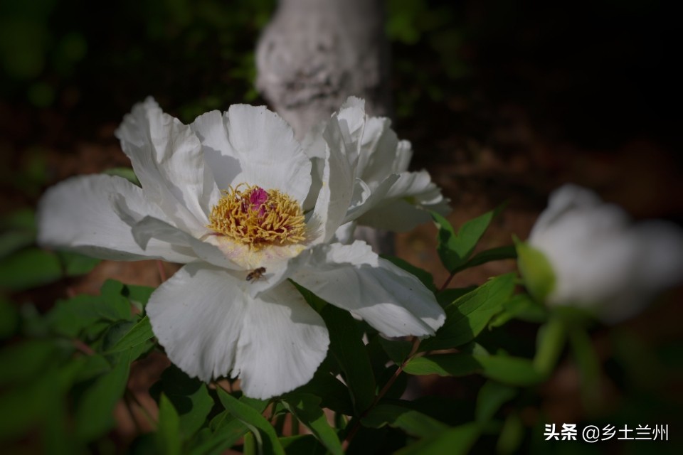 芍药花开的季节等你欣赏,芍药花开如诗如画