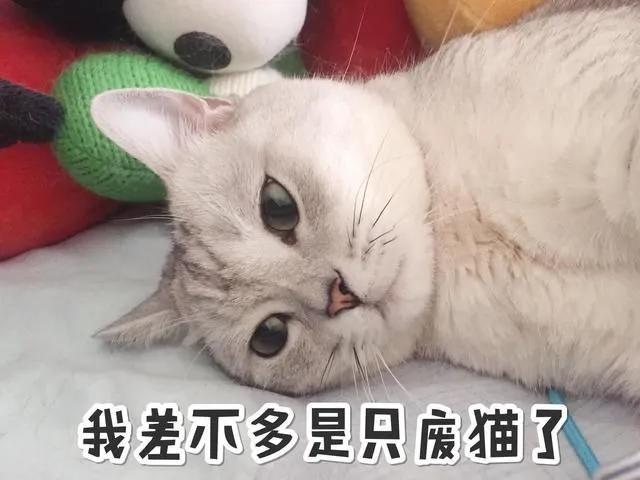 兽医治疗疾病的方法大全,治疗猫咪泌尿疾病吃什么药